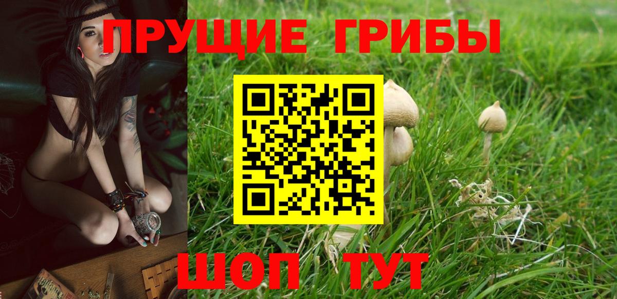 Галлюциногенные грибы Psilocybine cubensis Видное